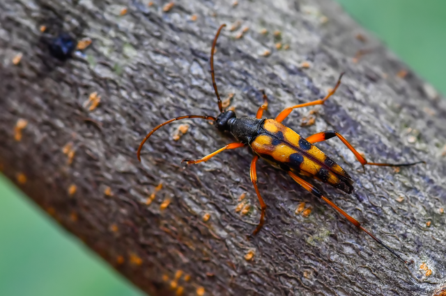 Strangalia attenuata - nyurgacincér