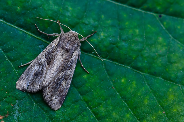 Lacanobia suasa - tarka kertibagoly