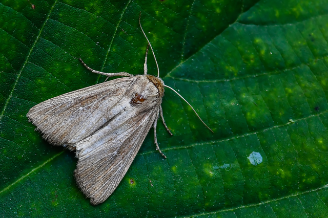 Leucania loreyi - déli rétibagoly