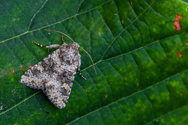 Hecatera dysodea - parajbagoly