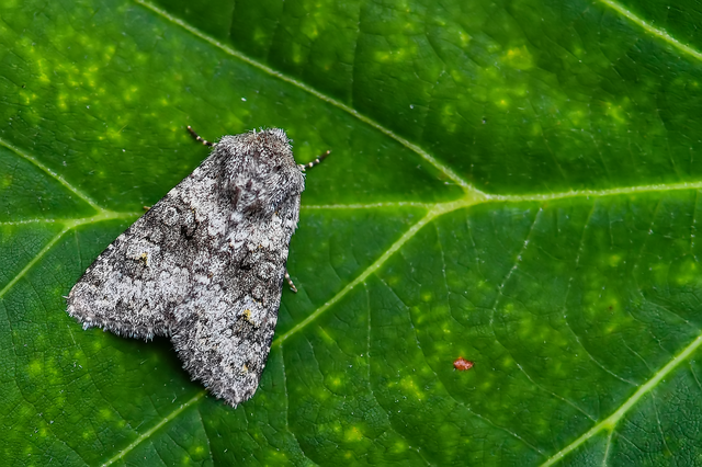 Hecatera dysodea - parajbagoly