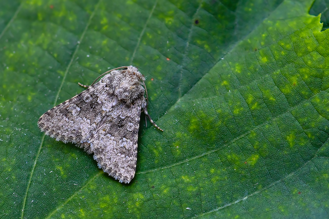 Hecatera dysodea - parajbagoly