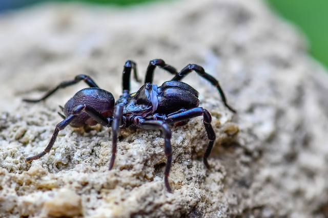 Atypus