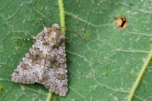 Hecatera dysodea - parajbagoly