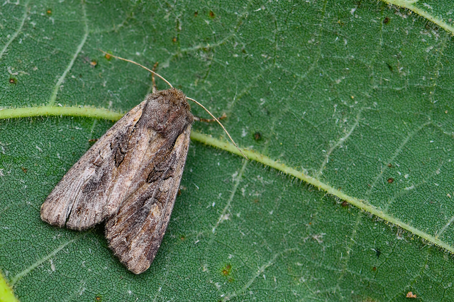 Lacanobia suasa - tarka kertibagoly
