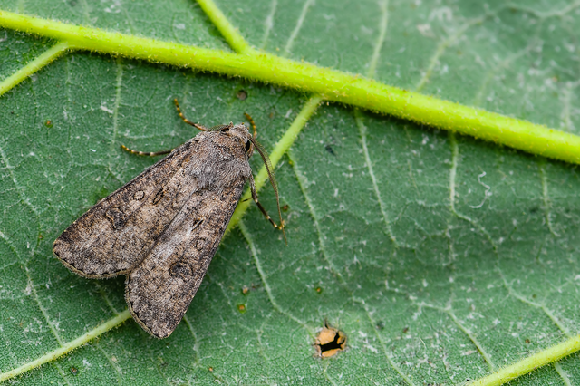 Agrotis segetum - vetési földibagoly