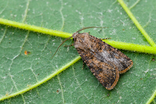 Agrotis segetum - vetési földibagoly