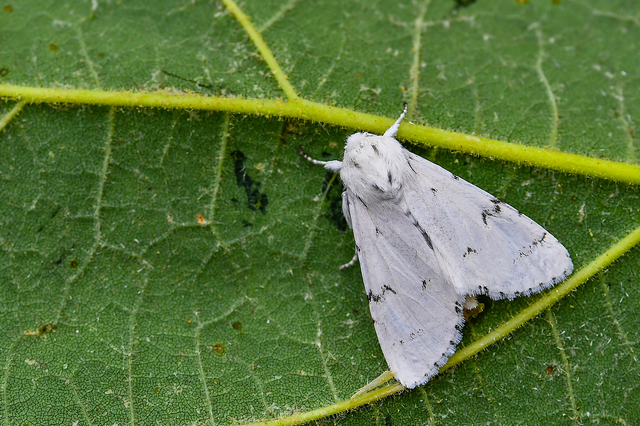 Acronicta leporina - fehér szigonyosbagoly