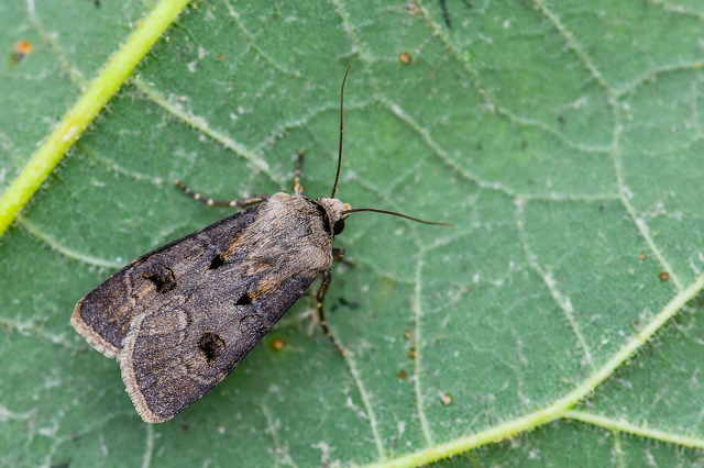Agrotis exclamationis - felkiáltójeles földibagoly