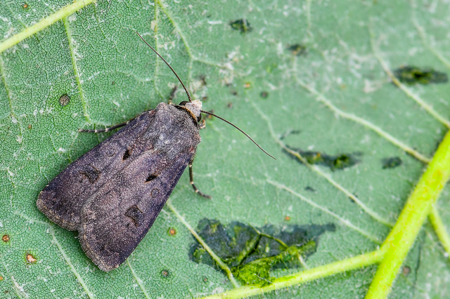 Agrotis exclamationis - felkiáltójeles földibagoly