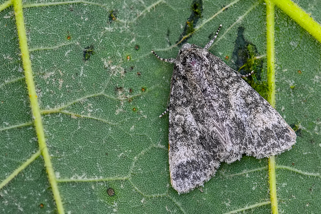 Acronicta megacephala - nagyfejű szigonyosbagoly