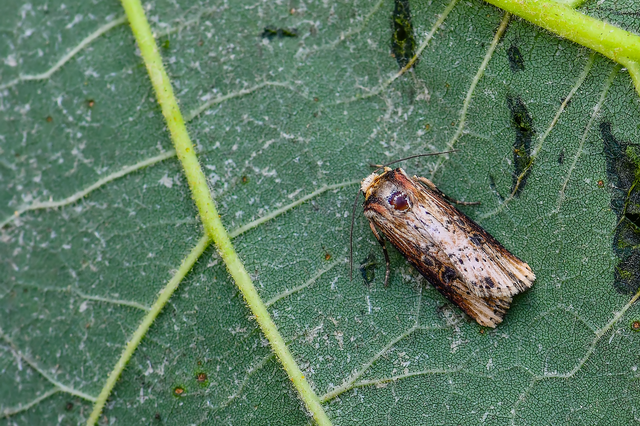 Axylia putris - vonalkás földibagoly