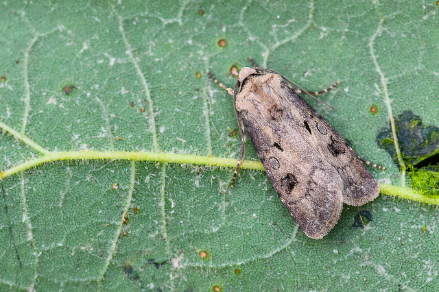 Agrotis exclamationis - felkiáltójeles földibagoly