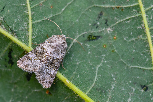 Hecatera dysodea - parajbagoly