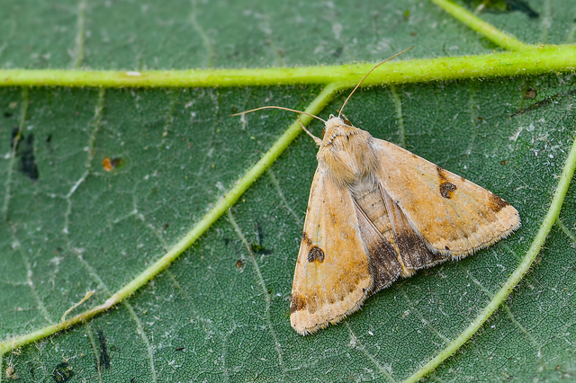 Heliothis peltigera - nagy veteménybagoly
