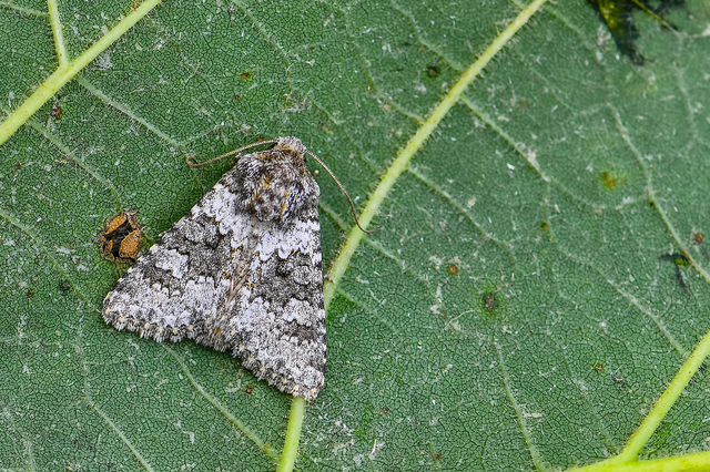 Hecatera dysodea - parajbagoly