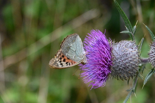 Argynnis pandora - zöldes gyöngyházlepke