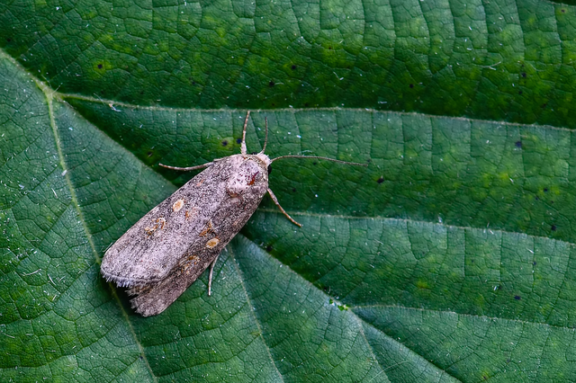 Spodoptera exigua - apró jegyesbagoly