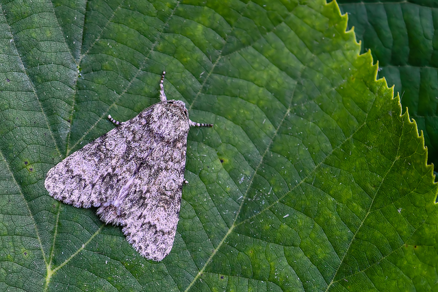 Acronicta megacephala - nagyfejű szigonyosbagoly