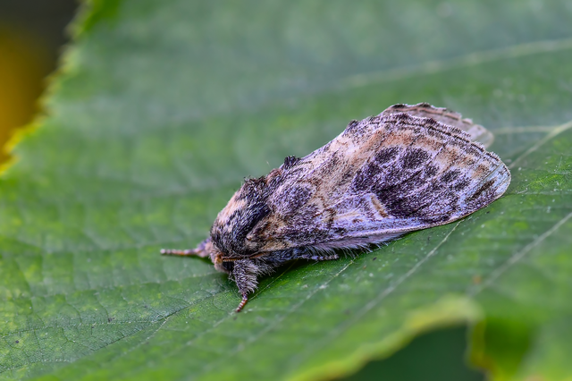 Notodonta tritophus - tarajos púposszövő