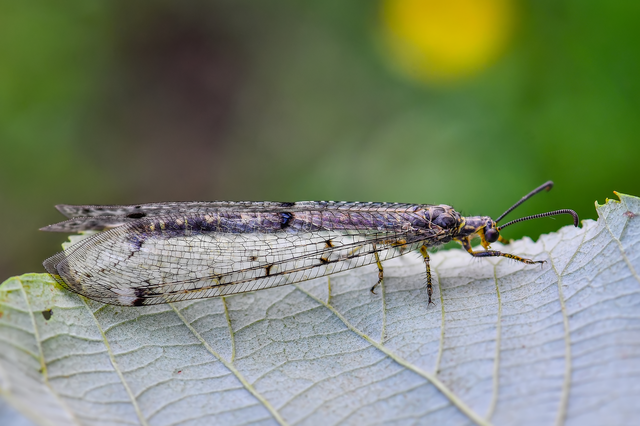 Distoleon tetragrammicus - négyfoltos hangyaleső
