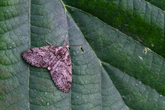 Tephronia sepiaria/Eumannia lepraria