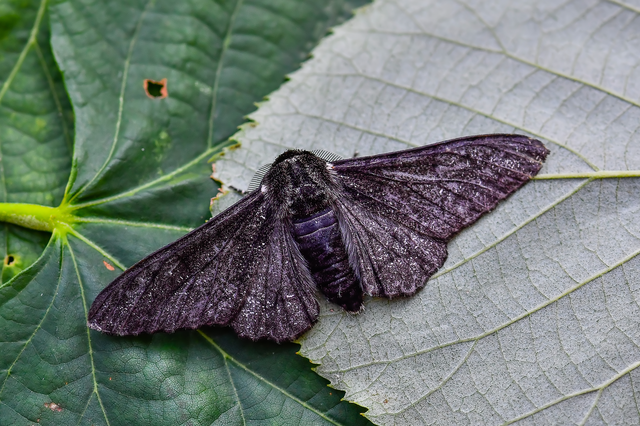 Biston betularia - szürkepettyes araszoló
