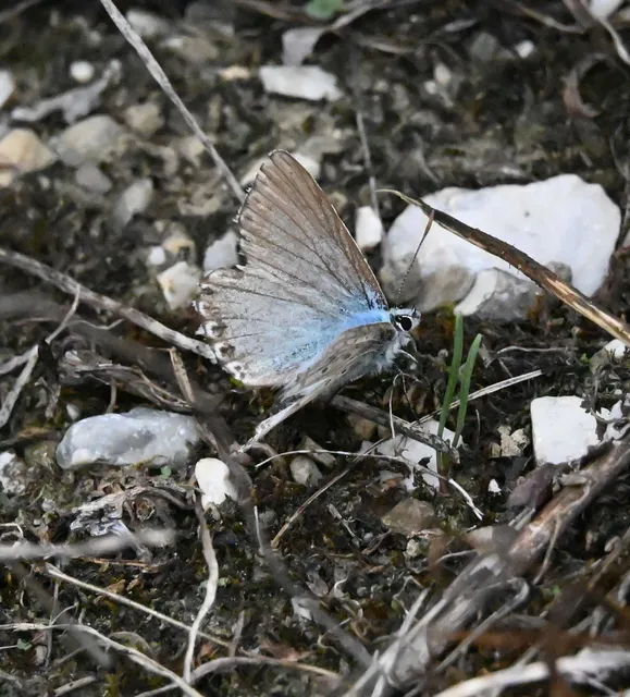 Polyommatus coridon - ezüstkék boglárka