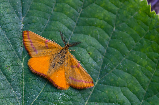 Lythria purpuraria - bíborsávos araszoló