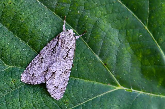 Acronicta cuspis/tridens/psi