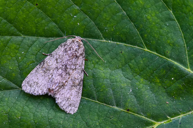 Acronicta megacephala - nagyfejű szigonyosbagoly