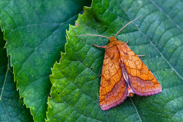 Pyrrhia umbra - iglicebagoly