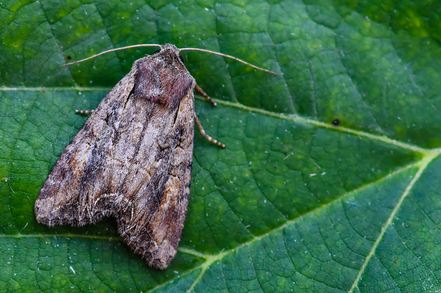 Lacanobia suasa - tarka kertibagoly
