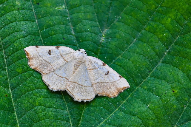 Eilicrinia trinotata - háromjegyű araszoló