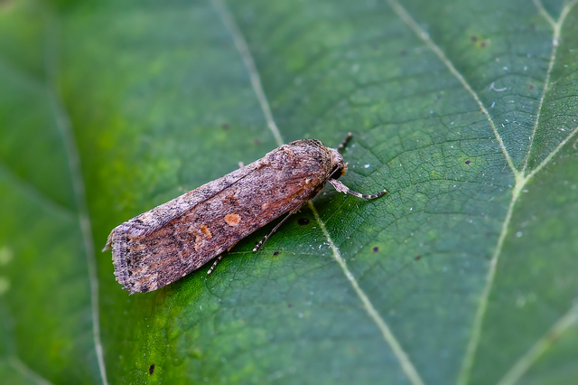 Spodoptera exigua - apró jegyesbagoly