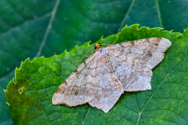 Macaria alternata - közönséges szürkearaszoló