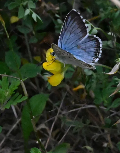 Polyommatus coridon - ezüstkék boglárka