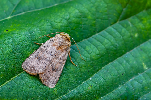 Hoplodrina octogenaria - barna selymesbagoly