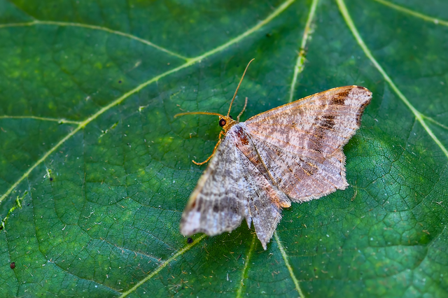 Macaria alternata - közönséges szürkearaszoló