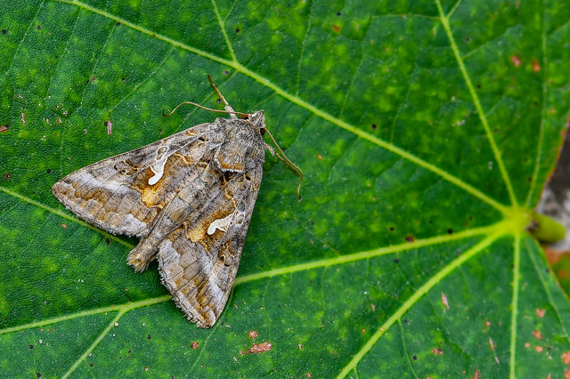 Autographa gamma - gammalepke