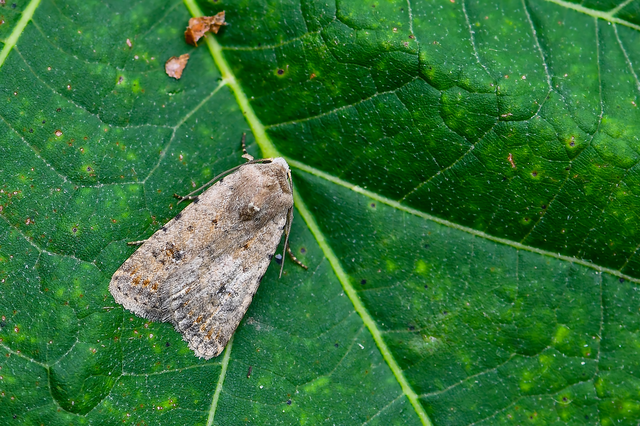 Paradrina clavipalpis - közönséges selymesbagoly