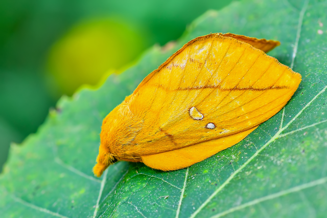 Euthrix potatoria - szomjas pohók