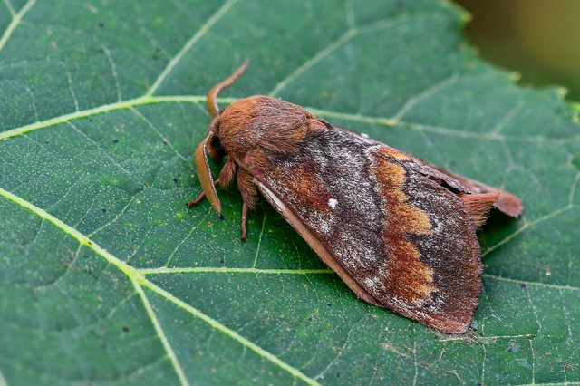 Dendrolimus pini - fenyőpohók