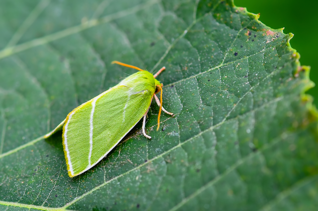 Pseudoips prasinana - bükkfa-zöldbagoly