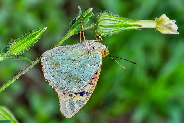 Argynnis pandora - zöldes gyöngyházlepke