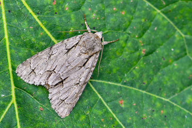Acronicta cuspis/tridens/psi