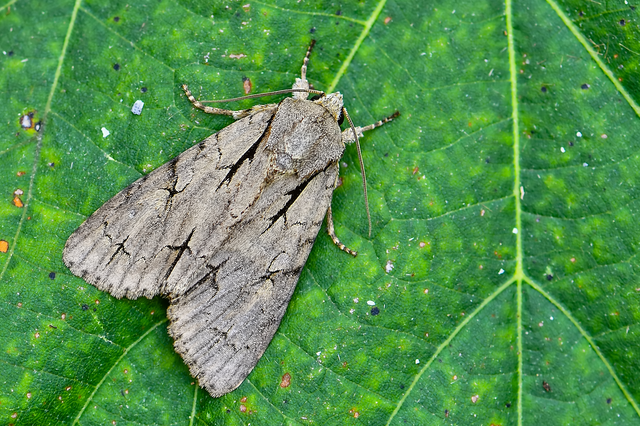 Acronicta cuspis/tridens/psi