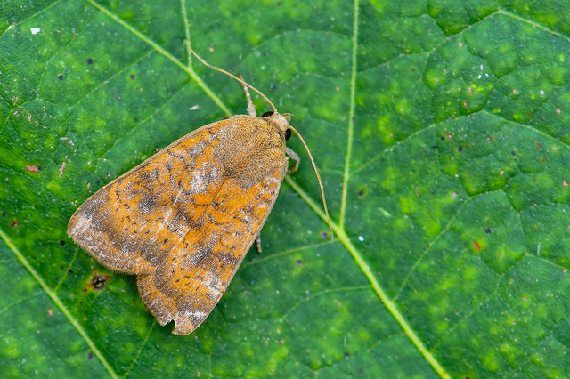 Noctua interjecta - zömök sárgafűbagoly