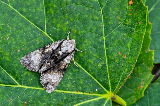 Acronicta alni - éger-szigonyosbagoly