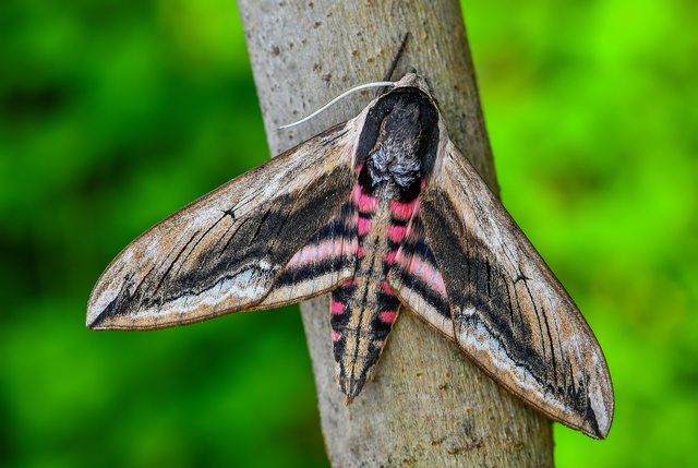 Sphinx ligustri - fagyalszender
